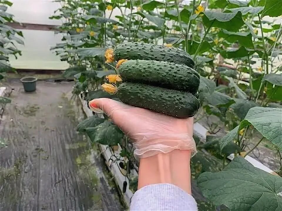 Вятские огурцы фото. Сорта огурцов таблица. Через сколько дней собирают огурцы. Огурцы в защищенном грунте. Схема удобрения огурцов.