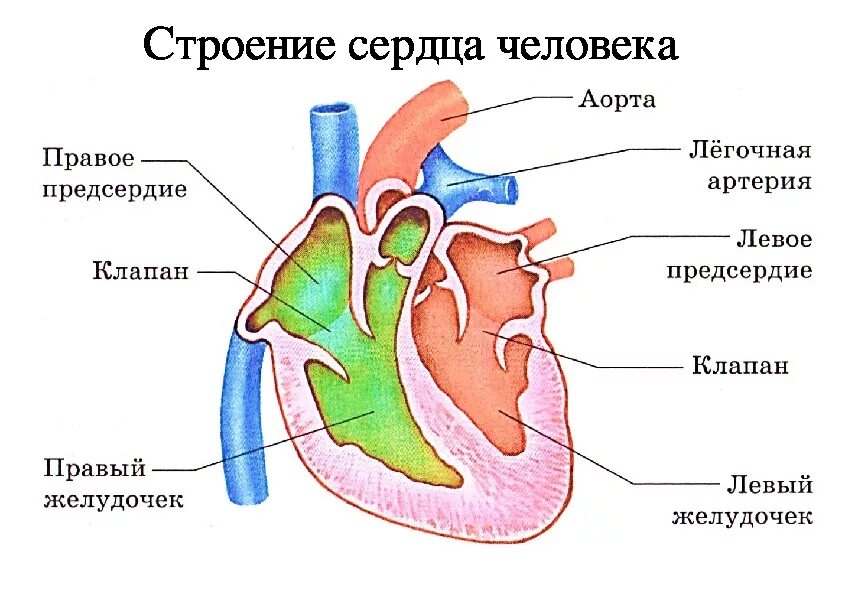 На рисунке изображено строение сердца. Строение сердца человека анатомия рисунок. Схема сердца человека 8 класс. Схема сердца человека биология 8 класс. Схематическое строение сердца человека.