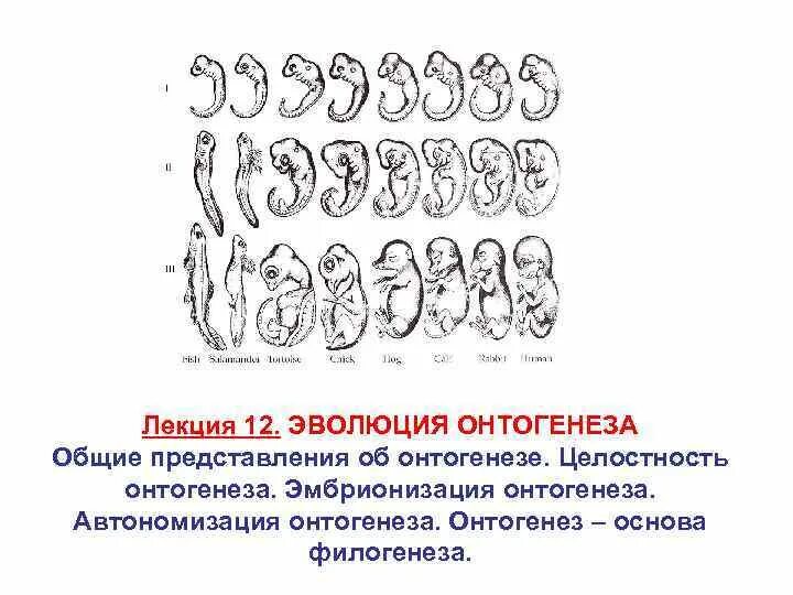 На каких стадиях развития онтогенеза и филогенеза. Онтогенез. Эволюция онтогенеза. Целостность онтогенеза. Онтогенез животных.