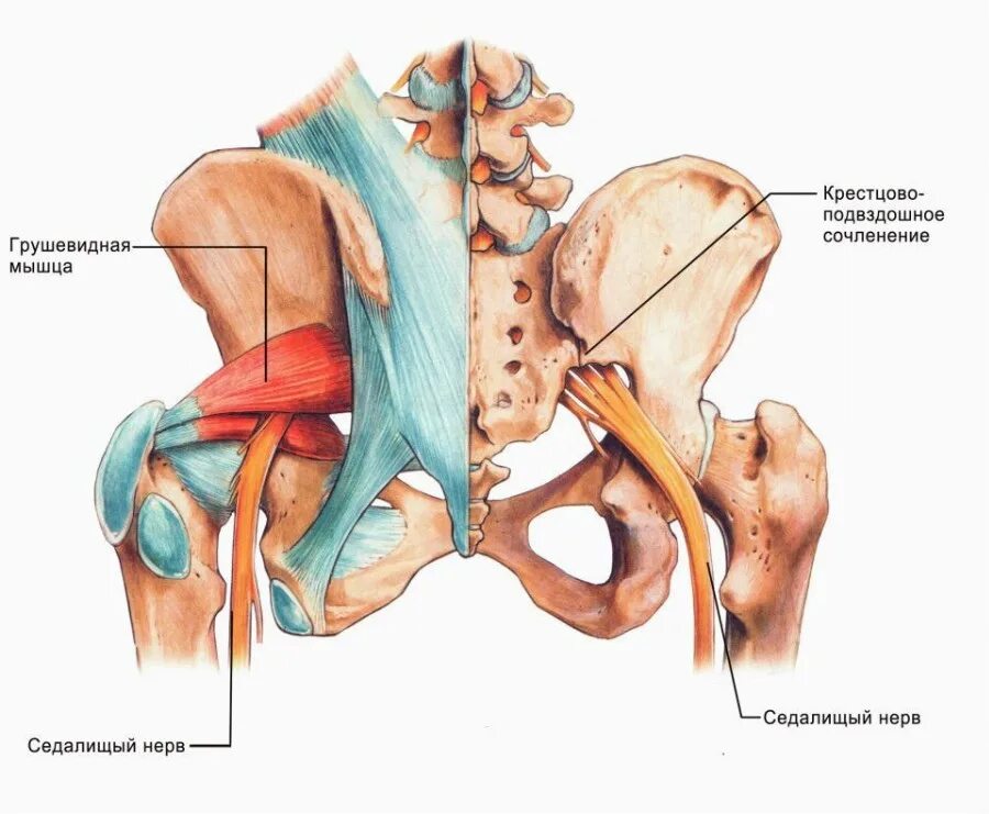 Боль в спине защемление нерва. Строение мышц таза седалищный нерв. Строение тазобедренного сустава с мышцами и связками. Тазобедренный сустав анатомия грушевидная мышца.