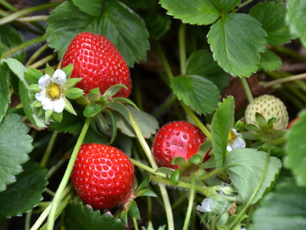 Чем занимается земляника. Fragaria клубника. земляника ананасная куст. fragaria × ananassa/ клубника садовая. земляника лесная крупноплодная.