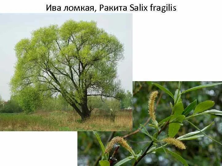 Ива ломкая (Salix fragilis) «bullata». Ива ломкая Ракита. Ива ломкая (Salix fragilis), Ракита. Ива ломкая (Salix fragilis l.).