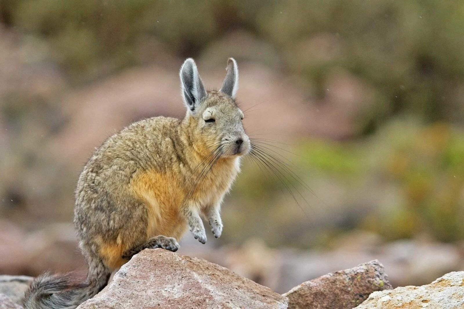 Горная вискаша. Вискаша южной америки. Горная вискаша в южной америке-. Горная вискаша. Вислоухая вискаша.