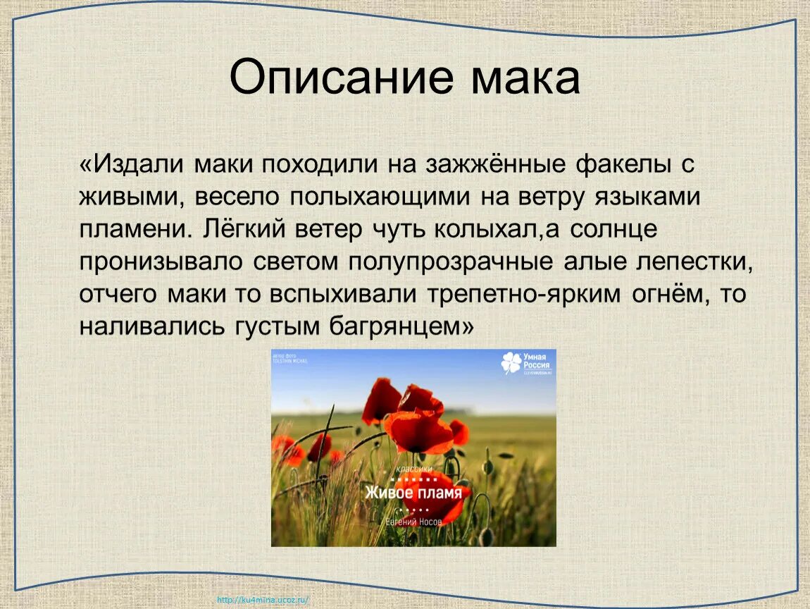 Почему мак запрещен. Мак описание. Мак описание растения. Мак цветок описание. Сообщение о маке.