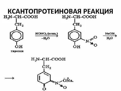 Яичный белок азотная кислота