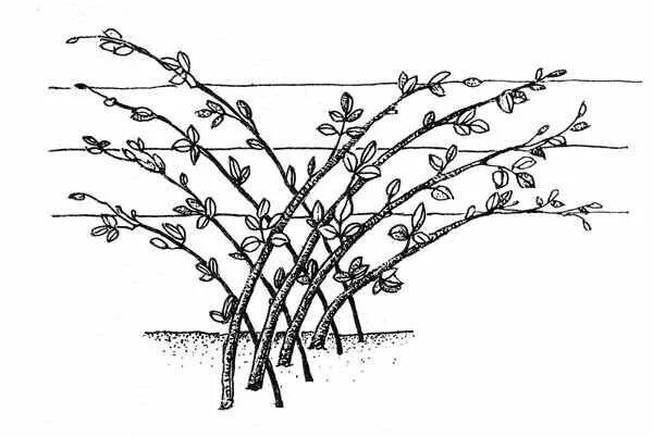 Как обрезать ежевику весной для начинающих правильно. Формировка куста ежевики. Формировка ежевики бесшипной. Ежевика подвязка кустов. Обрезка формировка ежевики.