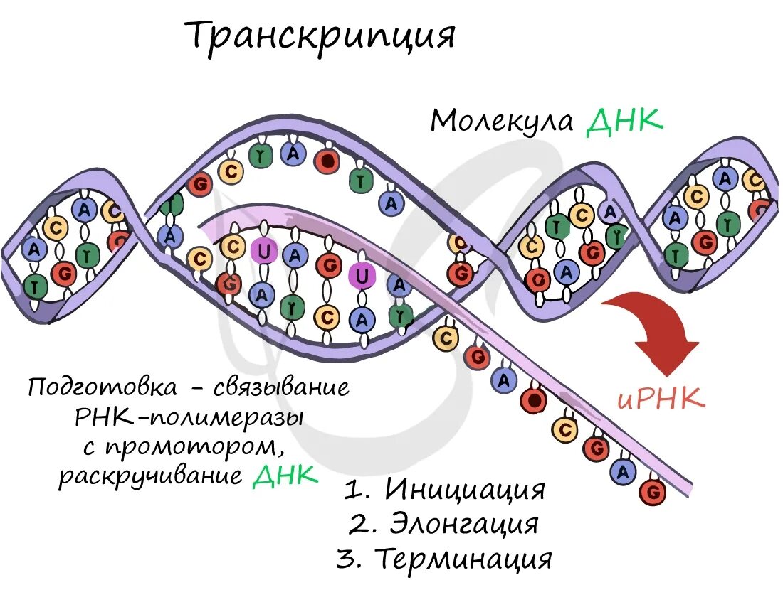Транскрипция Биосинтез белка инициация. Транскрипция ДНК. Транскрипция вирусных ДНК. Транскрипция трансляция репликация.