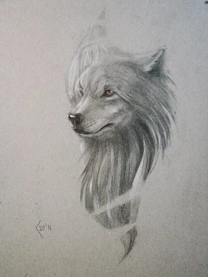 волк чб реализм. тату белого волка. тату белого волка. рисунки волков. волк рисунок.