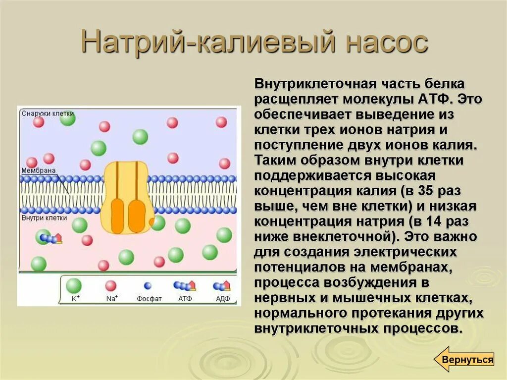 Транспорт белков внутриклеточный. Натрий калиевый насос АТФ. Калиево натриевый насос клетки. Натрий калиевый насос градиент.