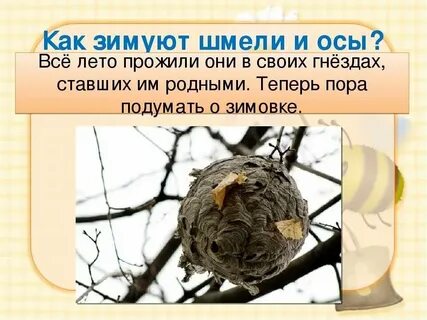 Когда насекомые впадают в спячку