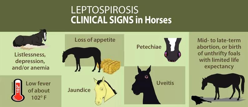 Horse множественное. Признаки лептоспироза у лошадей. Лептоспироз у лошадей симптомы.