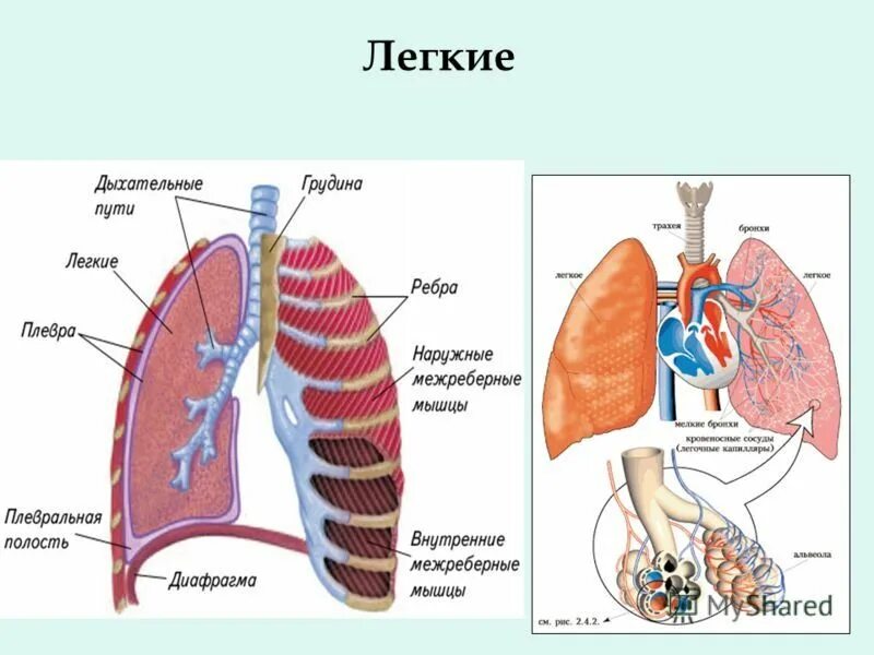 Легкие 8 класс кратко. Легкие анатомия человека строение. Лёгкие анатомия строение и функции. Строение и функции легких человека. Наружное строение легких анатомия.