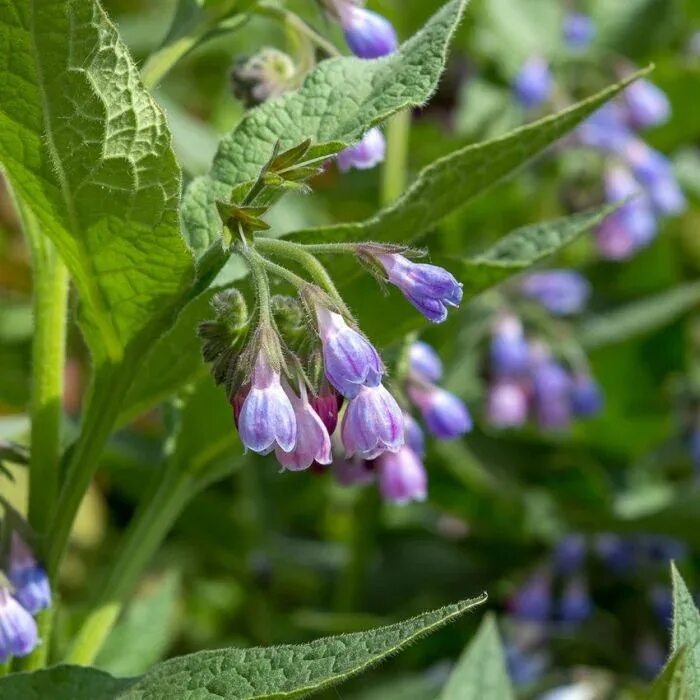 Окопник для сухой тени Eco garden, Perennial garden, Herbs