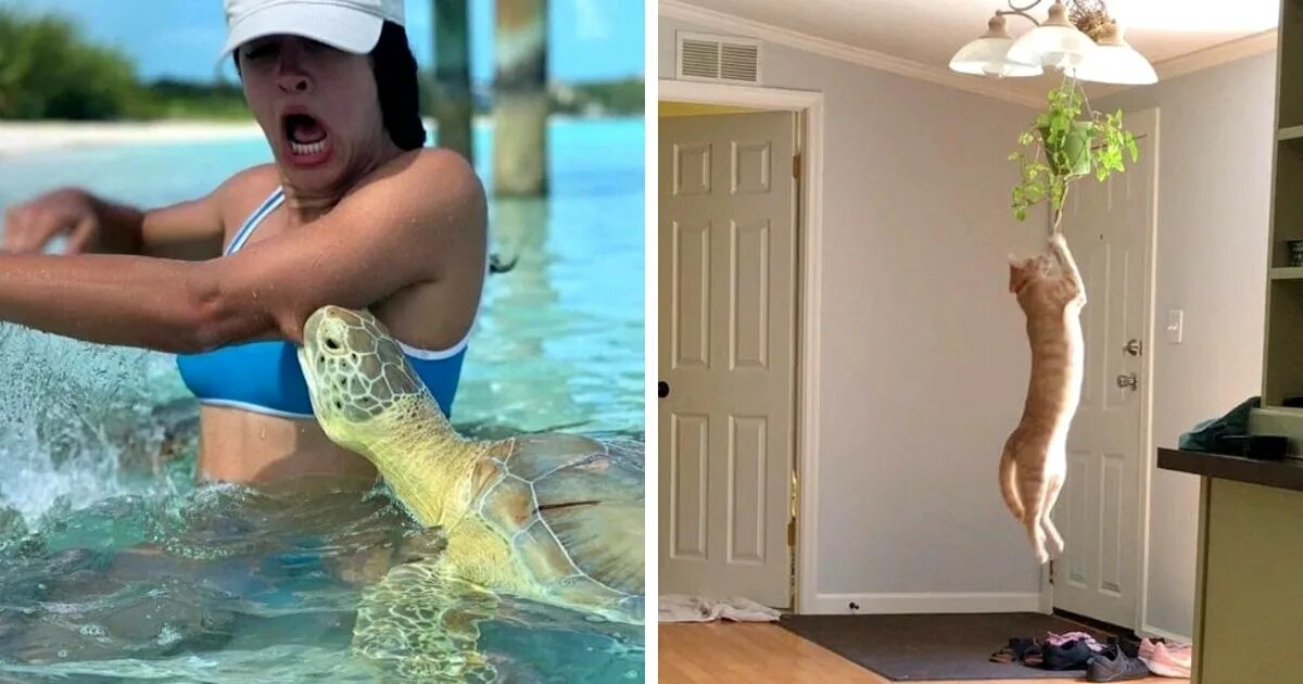 19 забавных. Рисунки с неожиданным концом. 19 забавных. Зависть у животных фото. Собачья зависть- фото.