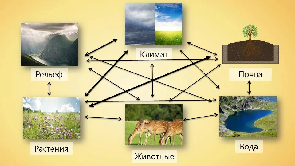 Какие природные комплексы являются наименьшими по размеру. Схема природного комплекса. Природный комплекс рисунок. Схема природного территориального комплекса. Компоненты природного комплекса.