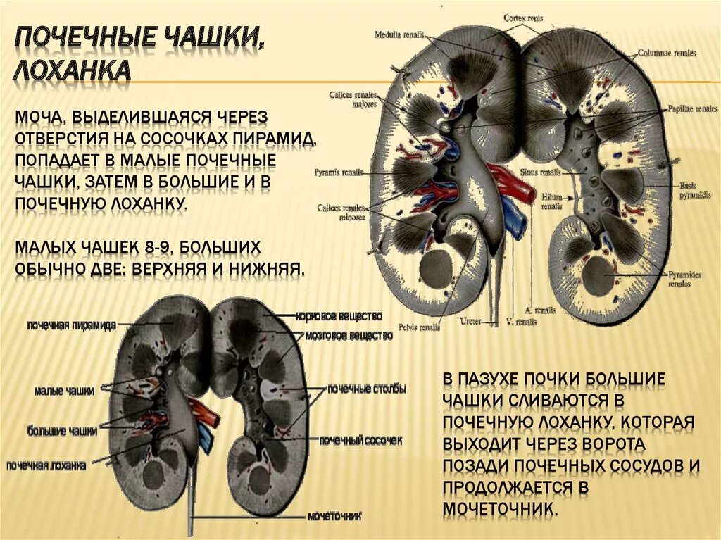 Строение почки малые и большие чашечки. Строение почки почечные чашечки. Строение почки чашка верхняя. Строение чашек почки. Причины расширения почек