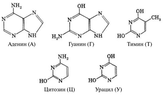 Тимин формула. Аденин гуанин цитозин Тимин урацил формулы. Формулы аденина Тимина цитозина гуанина. Аденин гуанин формулы. Аденин гуанин цитозин Тимин структурные формулы.
