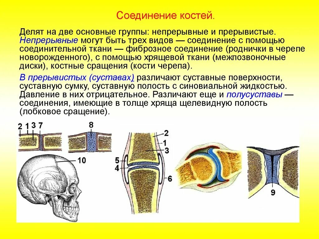 Суставное соединение костей. Соединение костей неподвижные полуподвижные суставы. Соединение костей скелета схема. Строение непрерывных соединений костей. Основные виды соединения костей.