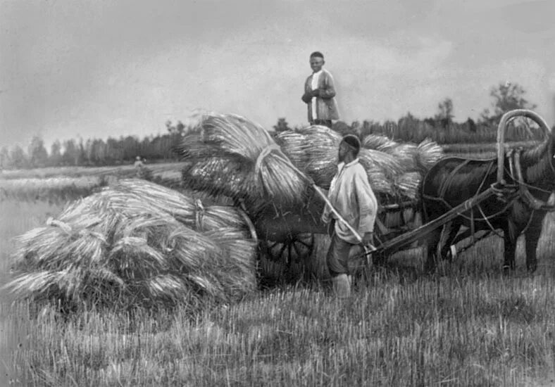 Кочевое скотоводство калмыков. Кочевые скотоводческие племена. Караван кочевников монголии. Крымское ханство скотоводство. Сибирь 17 века земледелие.