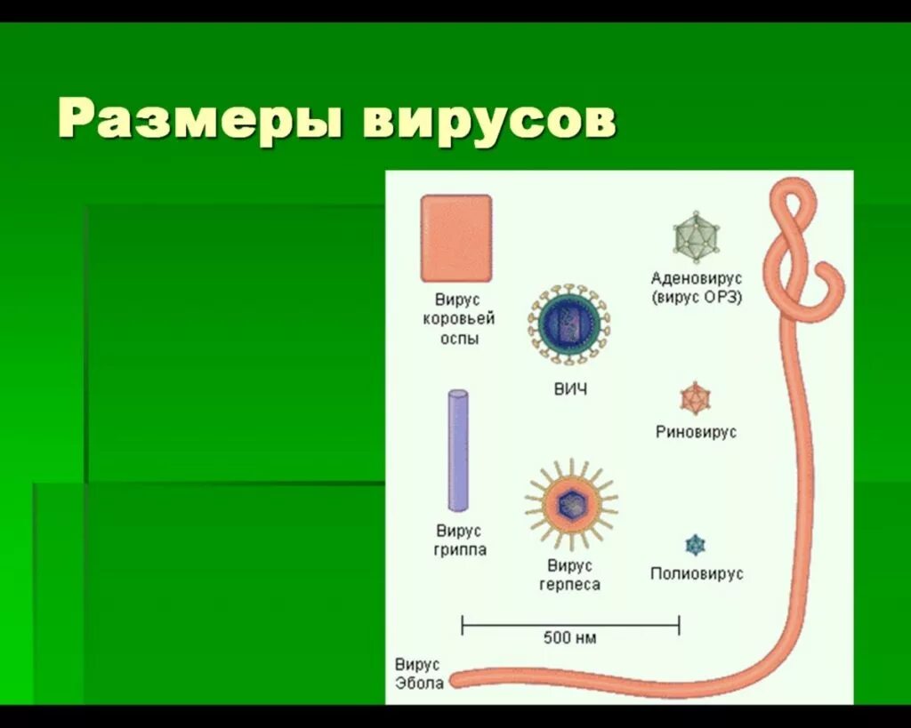 Размеры вирусов. Размер вируса гриппа. Размер вируса гриппа в микронах.