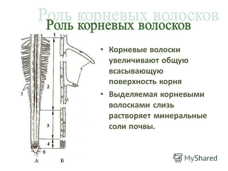Какую функцию корневые волоски у растений. Строение корневого волоска растения. Корневые волоски строение и функции. Какую функцию корневые волоски у растений. Строение корня растения зоны.
