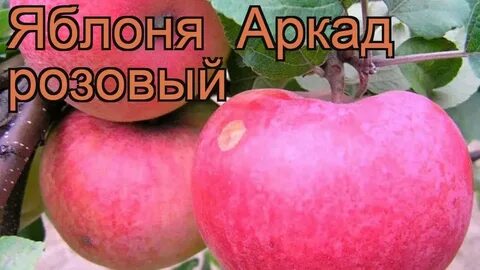 Сорт яблони аркадик