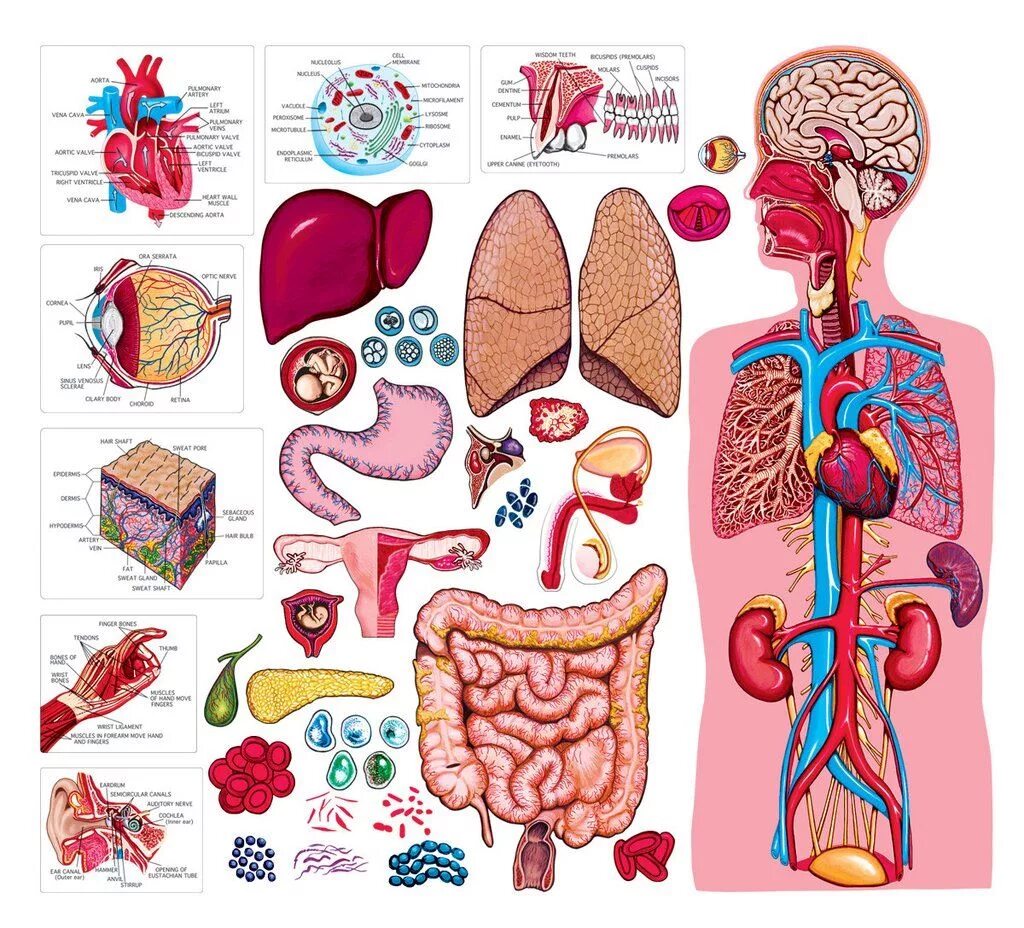 Форма органов человека. Органы человека. Изображение человека с органами. Органы человека для дошкольников.