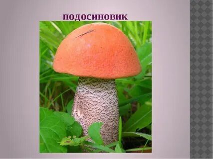Гриб подосиновик картинка для детей