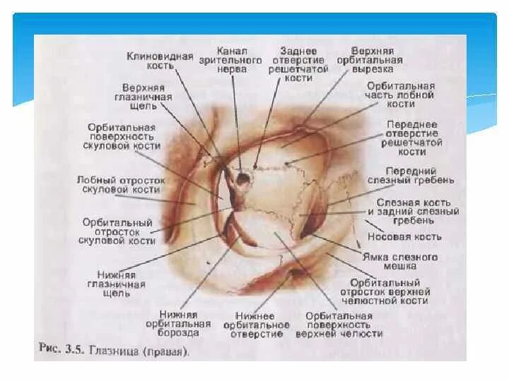 Края глазницы. Стенки глазницы анатомия. Верхняя стенка глазницы анатомия. Полость глазницы анатомия.