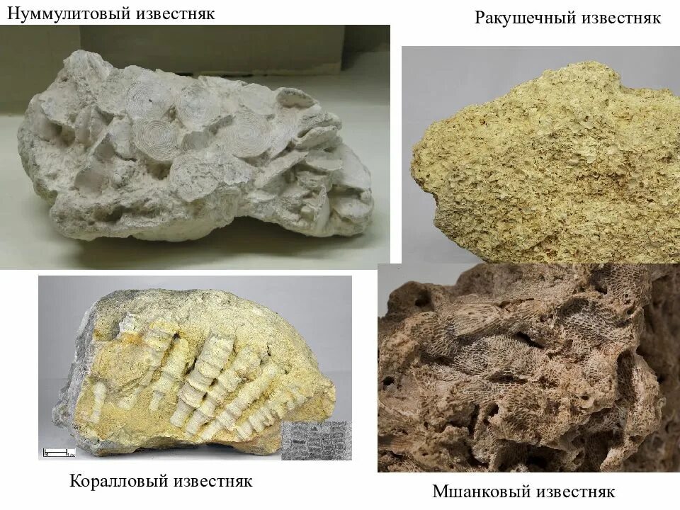 Известняк какое ископаемое. Мшанковый известняк в Крыму. Известняк осадочные горные породы. Известняк Доломит мергель. Мергель осадочные горные породы.