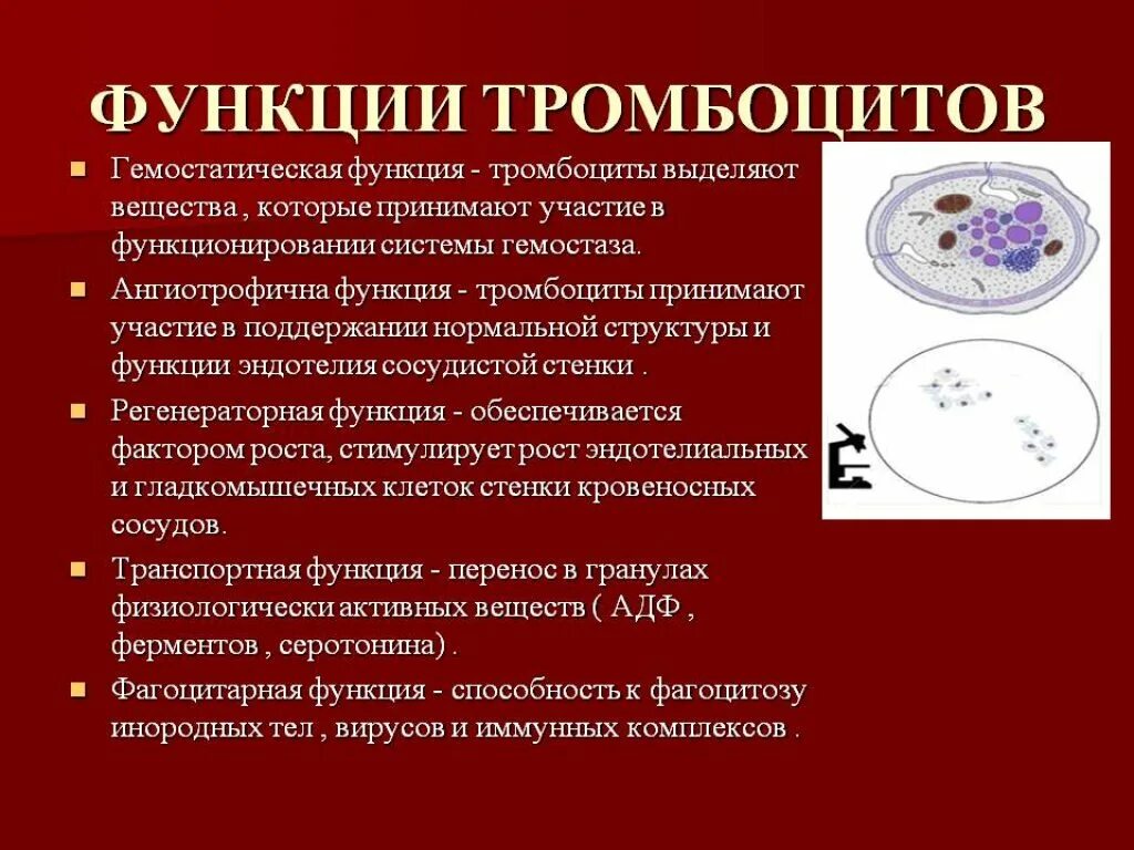 Низкий тромбоцит что это значит у мужчин. Функции тромбоцитов в крови. Каковы функции тромбоцитов крови. Признаки строения и функции тромбоцитов. Роль тромбоцитов в крови.