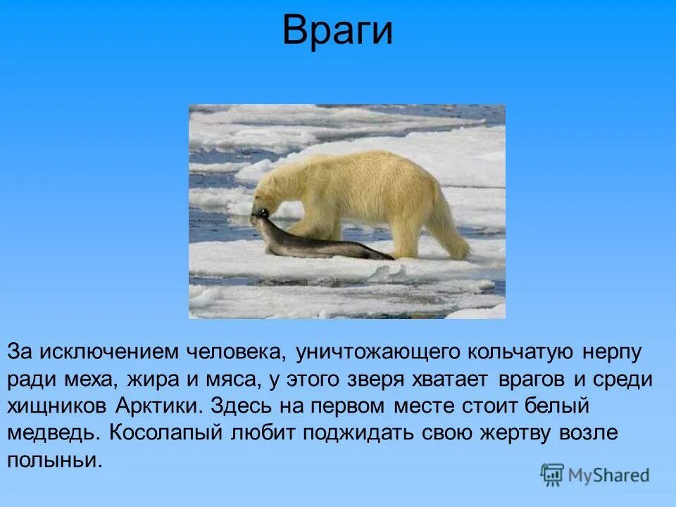 Высота бурого медведя. Естественные враги белого медведя. Как защищается медведь от врагов. Краткая характеристика бурого медведя. Как защищается медведь от врагов.