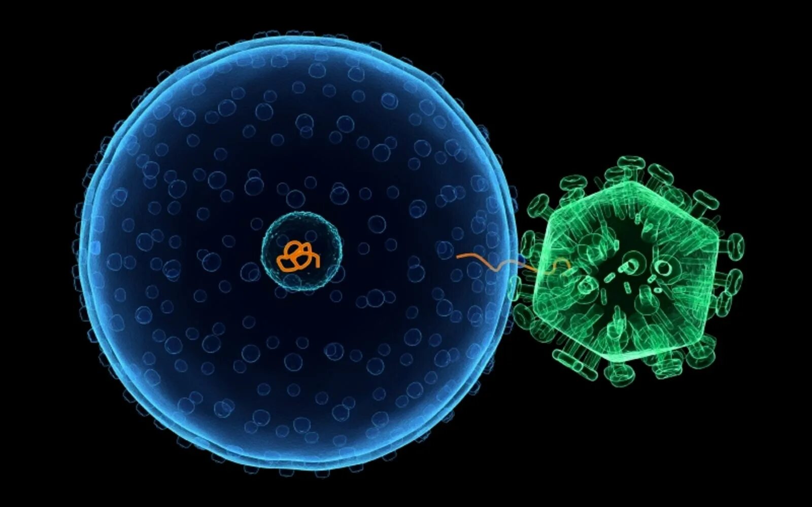 Клетка вируса. Вирусы вне клетки. Коронавирус клетка. Заражение клетки вирусом. Клетка способная захватывать