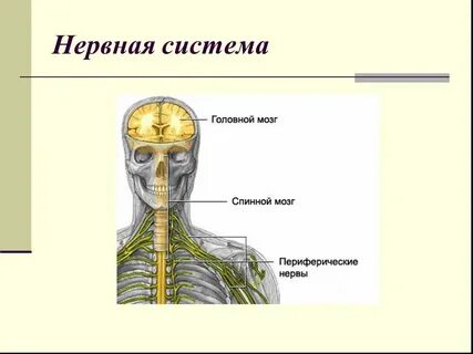 Нервная система статьи