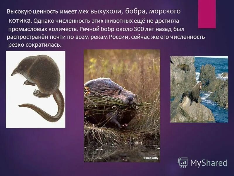 Влияние человека на живую природу презентация. Влияние человека на животных и растений. Косвенное воздействие человека на животных. Влияние человека на животных презентация. Влияние человека на мир животных.