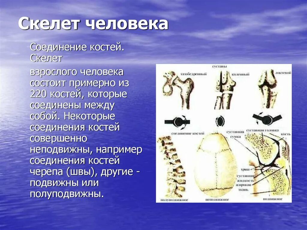 Неподвижное соединение человека. Анатомия соединения костей скелета человека. Скелет человека соединение костей скелет головы 8 класс. Кости соединяются между собой. Неподвижные соединения костей в скелете человека.