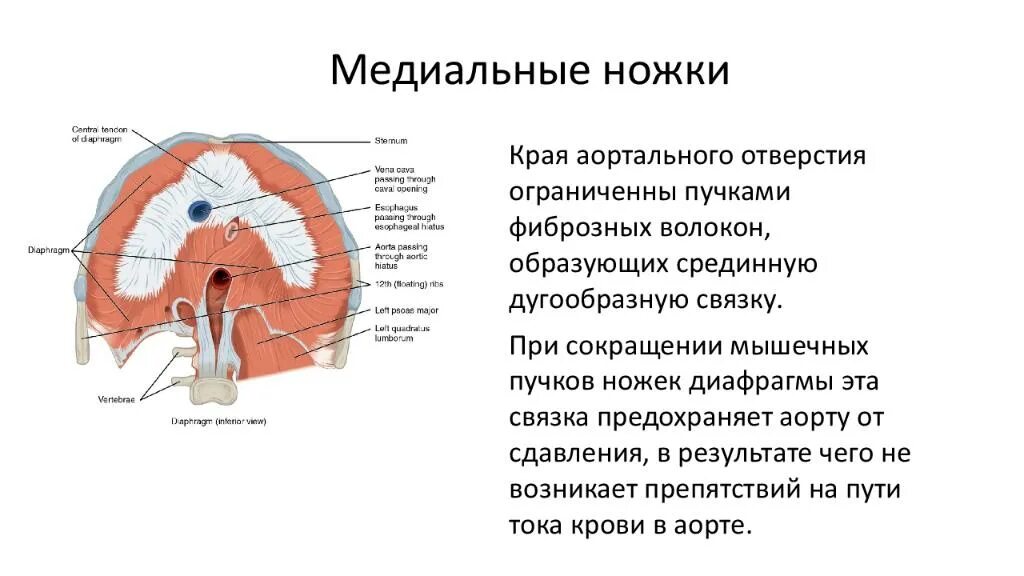 Функции диафрагмы человека. Ножки диафрагмы медиальная латеральная. диафрагма. части диафрагмы. отверстия. функция. сухожильный центр диафрагмы функции. диафрагма анатомия ножки медиальная латеральная.
