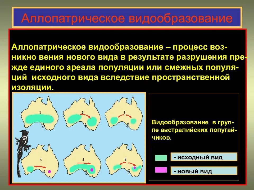 В результате разрыва. Аллопатрическое видообразован е. Формы аллопатрического видообразования. Аломатрическое видо образование. Аллопатрическое и симпатрическое видообразование.