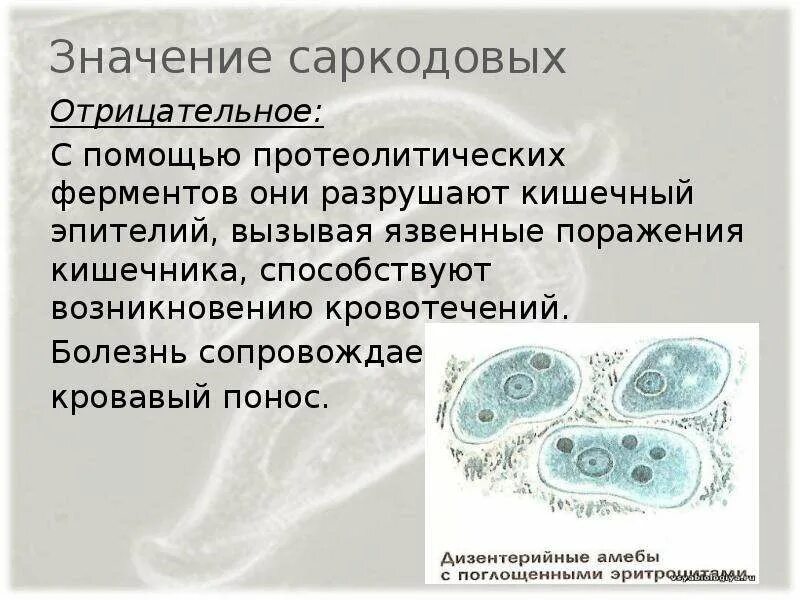 Саркодовые представители. Саркодовые (Sarcodina. Подклассы саркодовых. Разнообразие саркодовых. Простейшие класс Саркодовые.