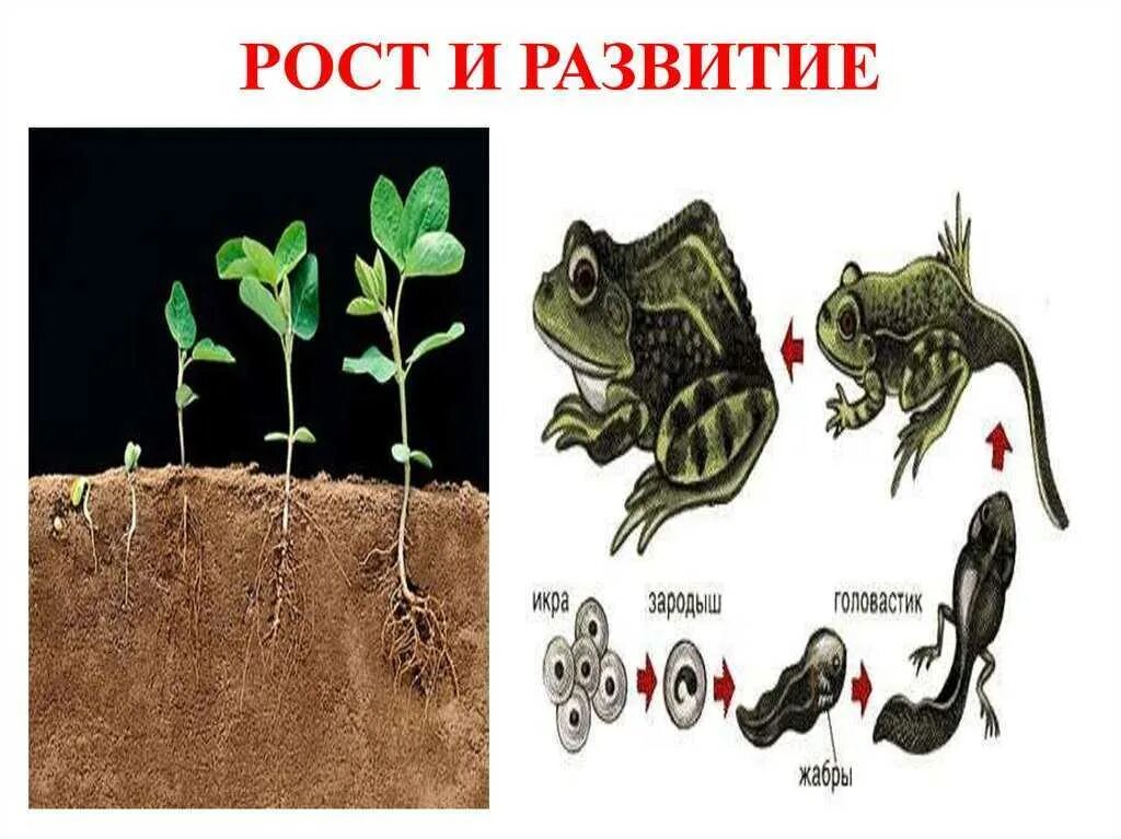 Рост и развитие животных 6. Рост и развитие. Развитие живых организмов. Рост организма. Рост и развитие примеры.