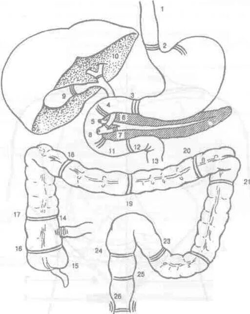 Сфинктеры толстой кишки схема. Сфинктер Капанджи анатомия. Сфинктеры кишечника человека схема. Сфинктеры пищеварительной системы анатомия. Сколько сфинктеров