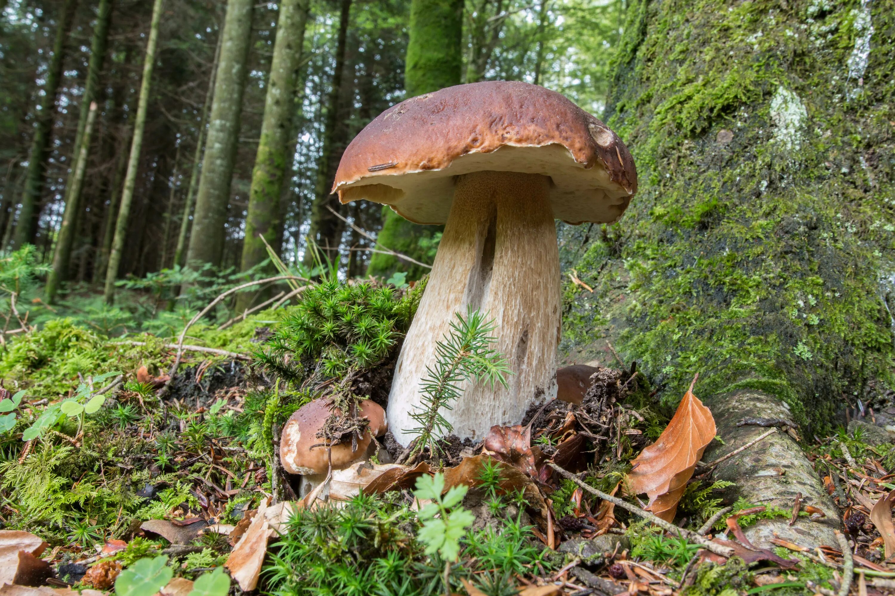 Боровик. Петяярви грибы. Боровик обыкновенный. Лесной белый гриб. Белый гриб в природе