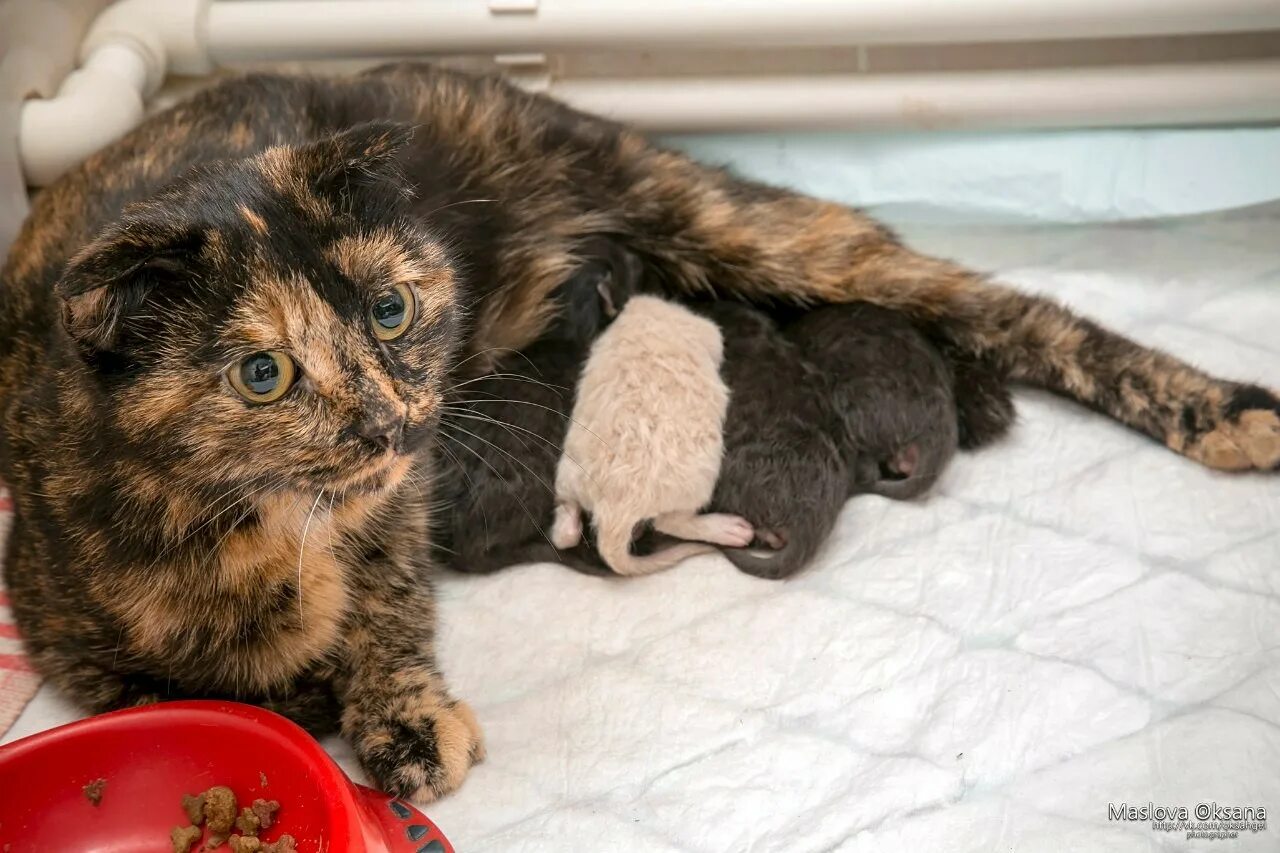 Как помочь рожающей кошке в домашних. Бездомные беременные кошки.