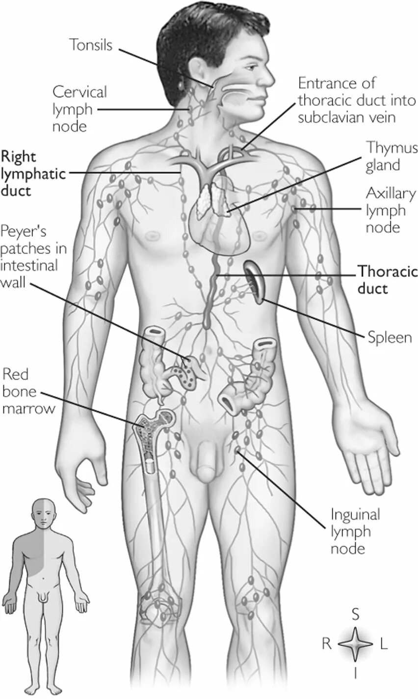 Схема расположения лимфоузлов на теле человека. Лимфоузлы расположение схема атлас. Торакальные лимфоузлы расположение. Схема лимфоузлов на теле человека у мужчин.