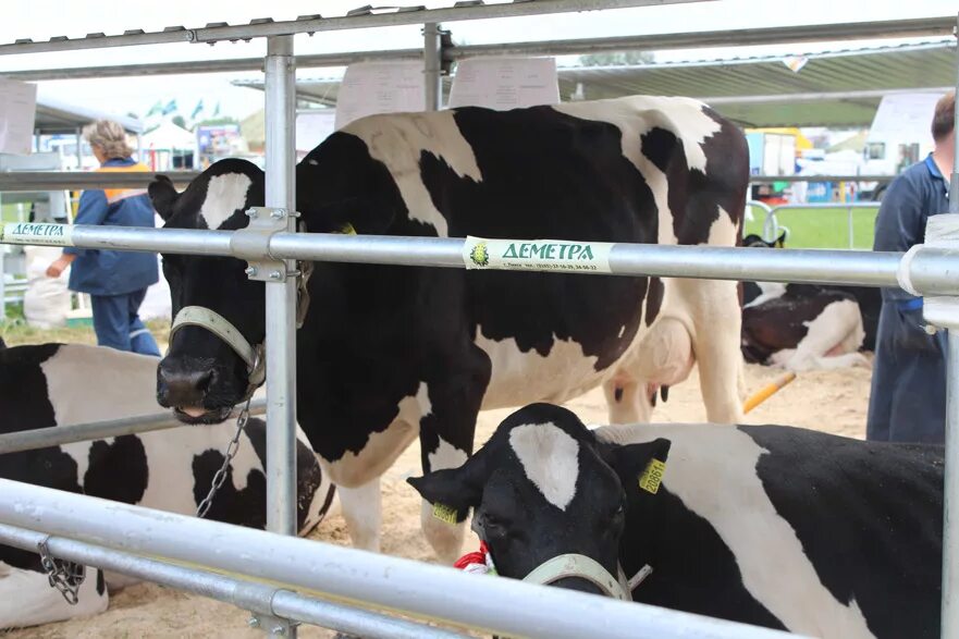 Телятница профессия. Ветеринария в животноводстве. Ооо суворовское белохолуницкий район. Специализация сельского хозяйства белоруссии. Животновод беларусь.