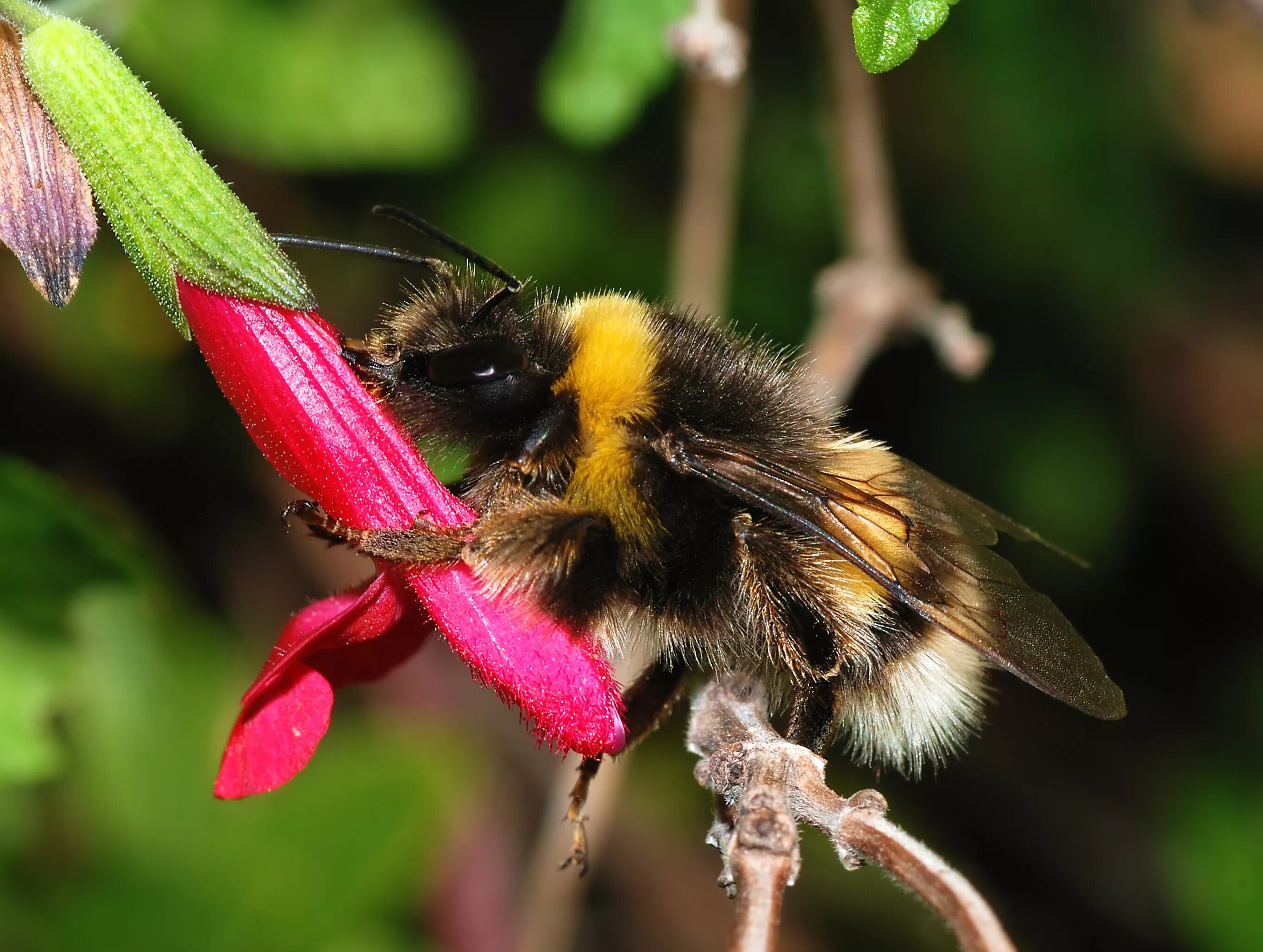 Где живут шмели. Шмель Земляной Bombus terrestris. Шмель Шренка – Bombus schrencki. Перепончатокрылые Шмель. Bombus Шмель помидор.