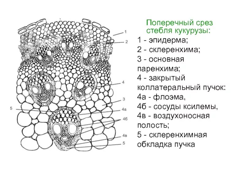 Проводящий пучок однодольного растения. Строение стебля кукурузы на поперечном срезе. Поперечный разрез стебля кукурузы. Схема строения стебля кукурузы. Поперечный срез стебля кукурузы.