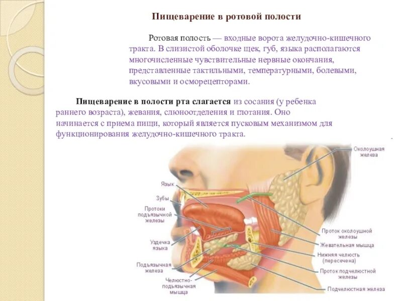 Пищеварение в ротовой полости. Пищеварение в ротовой полости анатомия. Ротовая полость входные ворота. Пищеварение человека ротовая полость.