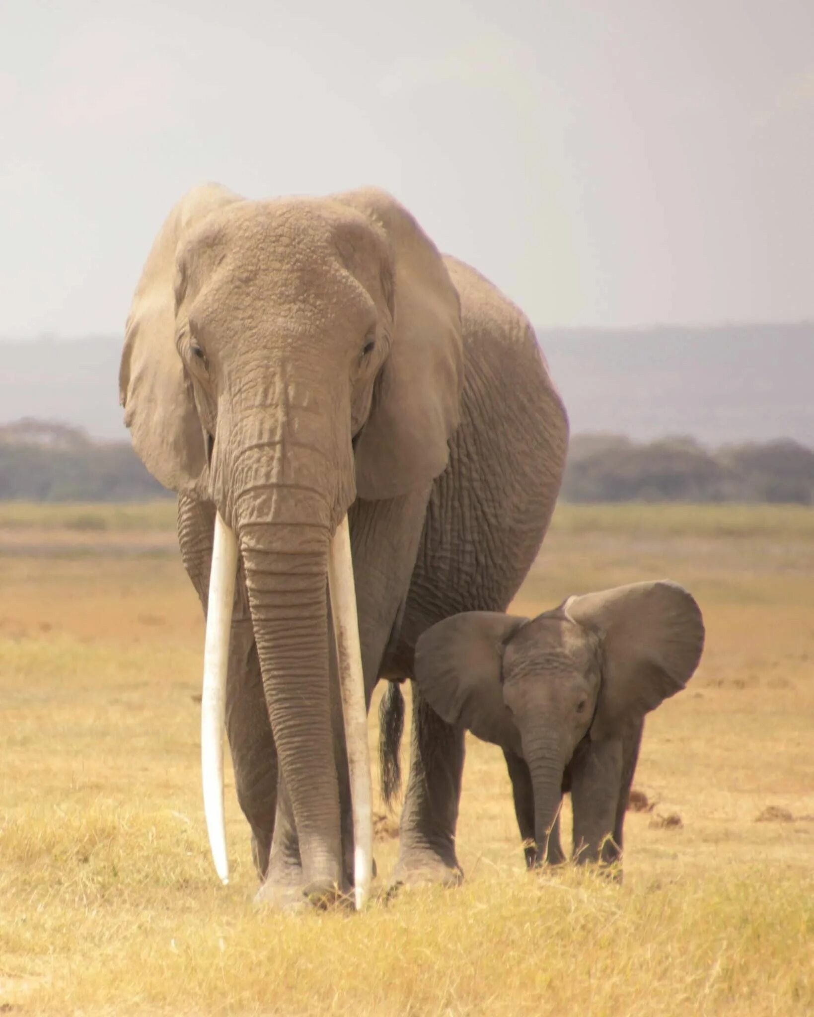 Happy Baby слон. Элефант. Веселый слон. Elefant 2014. Happy elephant