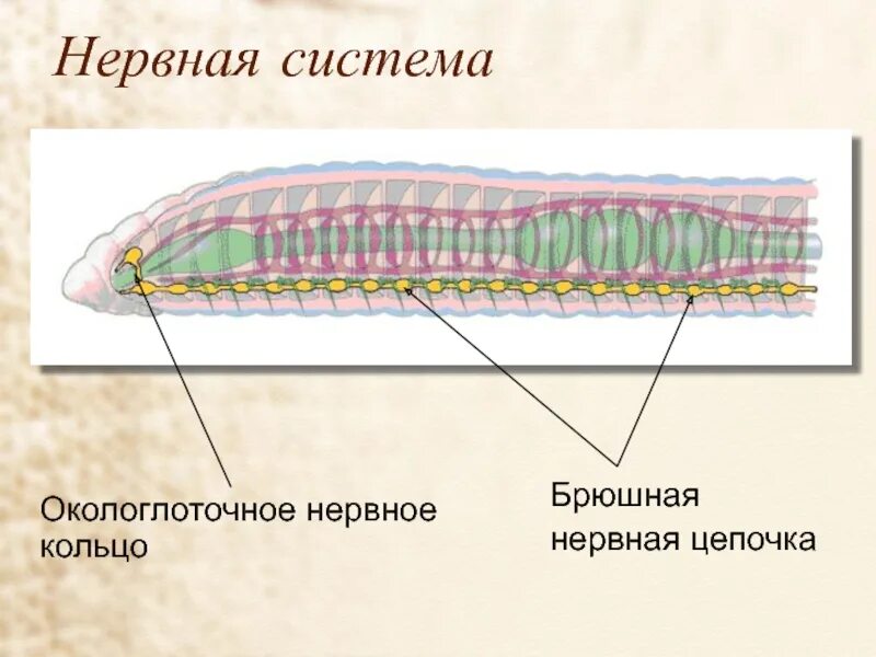 Нервная система кольчатых червей какого типа. Нервная система кольчатых червей 7 класс. Окологлоточное кольцо у плоских червей. Окологлоточное нервное кольцо.